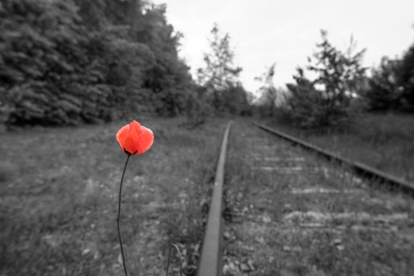 Nikon D610 sample photo. Poppy, tracks, train photography