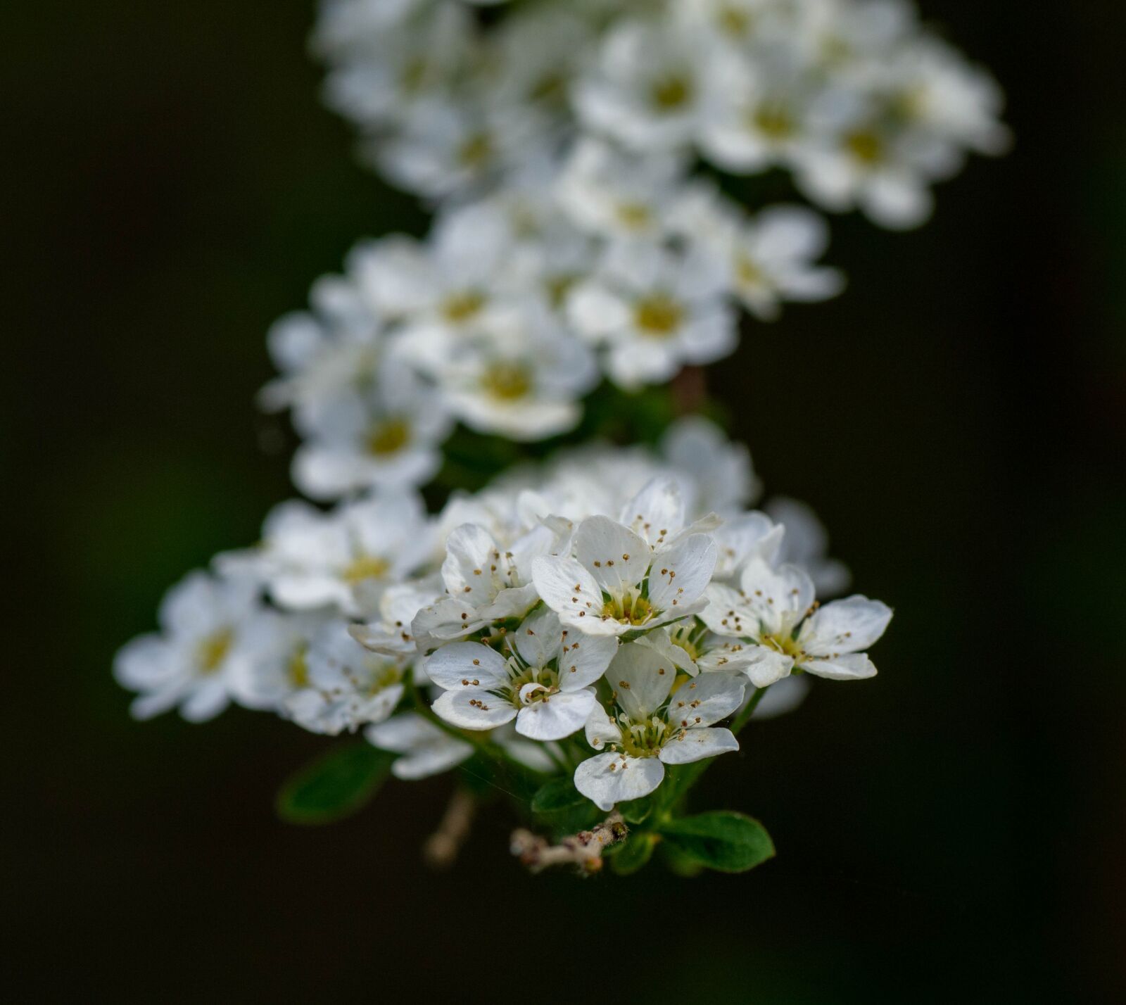 Tamron SP 90mm F2.8 Di VC USD 1:1 Macro sample photo. Flowers, white, yellow photography