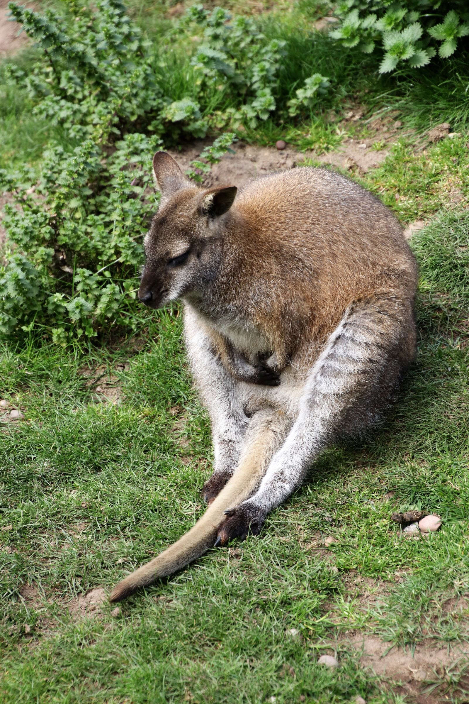 Canon EOS 80D + Tamron 16-300mm F3.5-6.3 Di II VC PZD Macro sample photo. Wallaby, kangaroo, animal photography