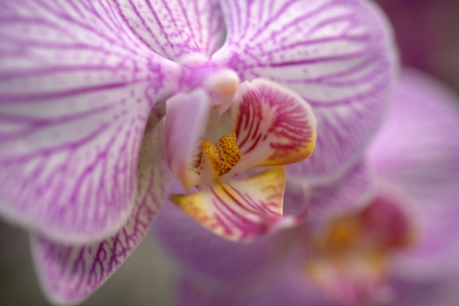 Sony a7 II sample photo. Orchid, flower, blossom photography
