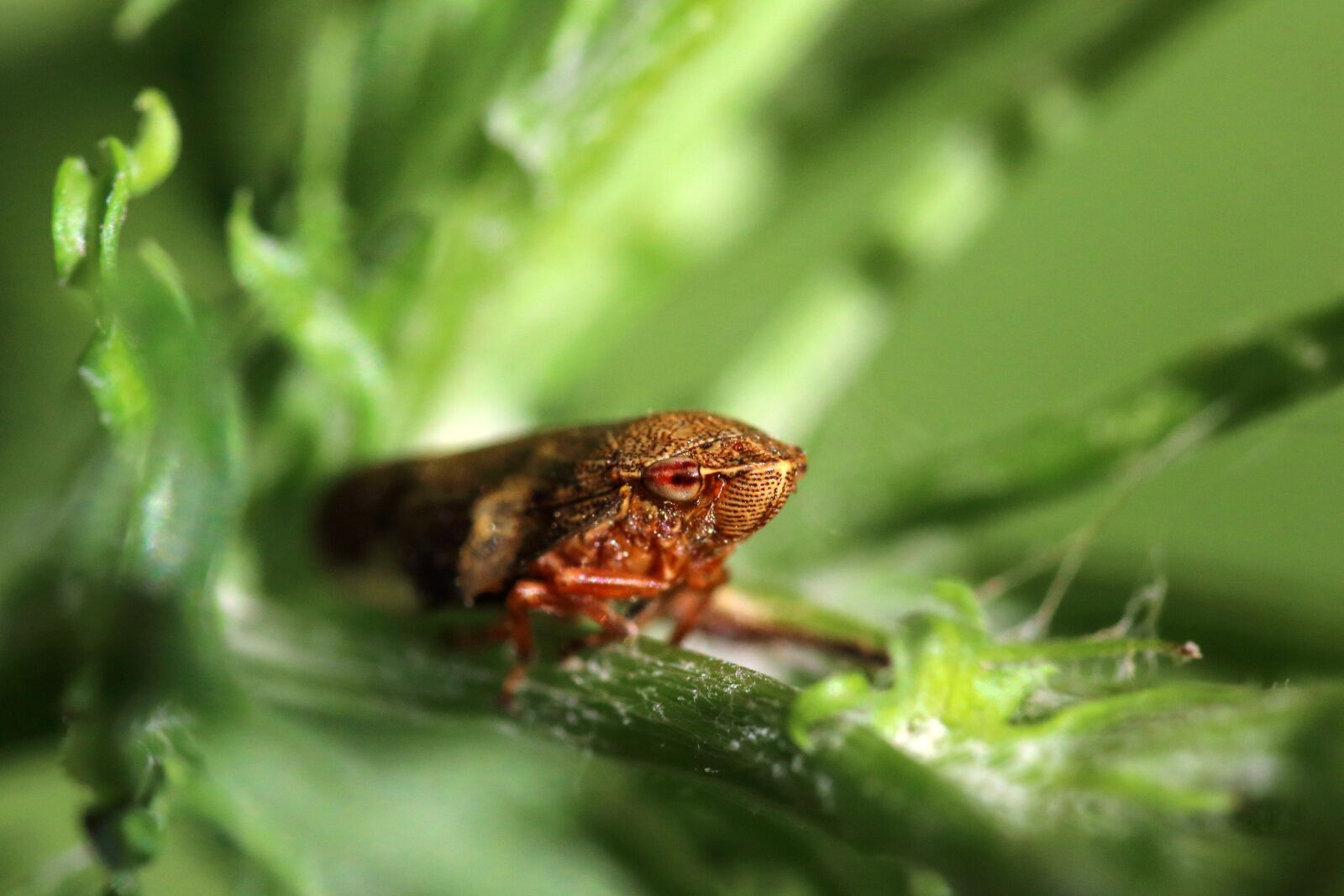 Canon EOS 80D sample photo. Froghopper, spittlebug, insect photography