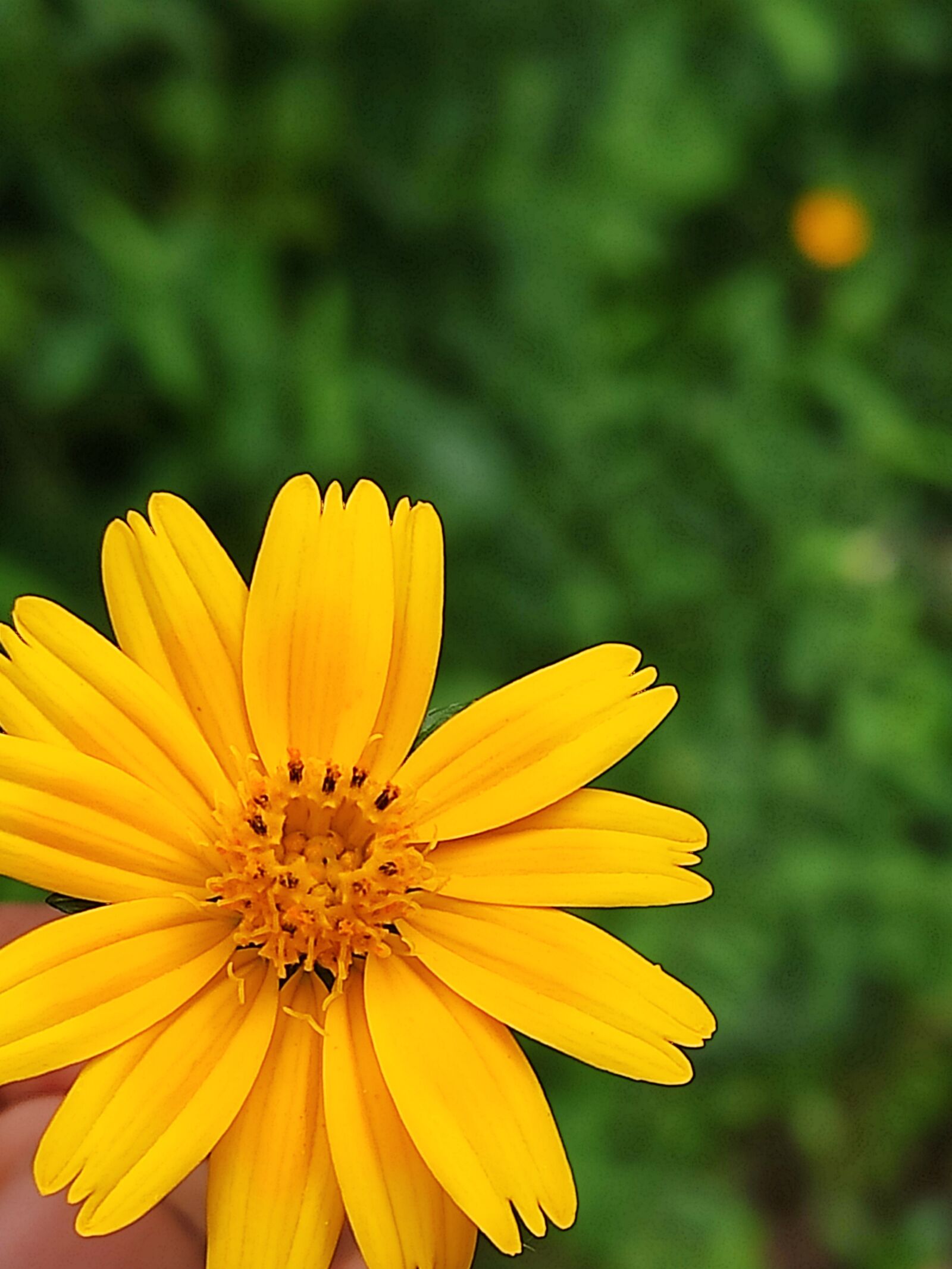 Xiaomi Redmi K20 sample photo. Flower, yellow flower, sunflower photography