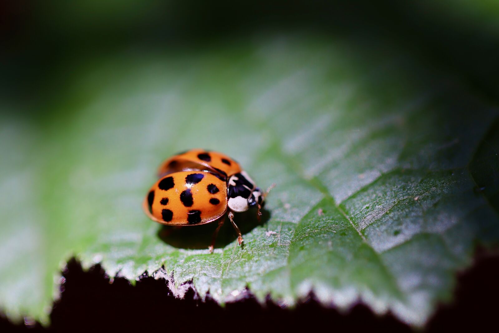 Canon EOS 800D (EOS Rebel T7i / EOS Kiss X9i) sample photo. Ladybug, insect, beetle photography