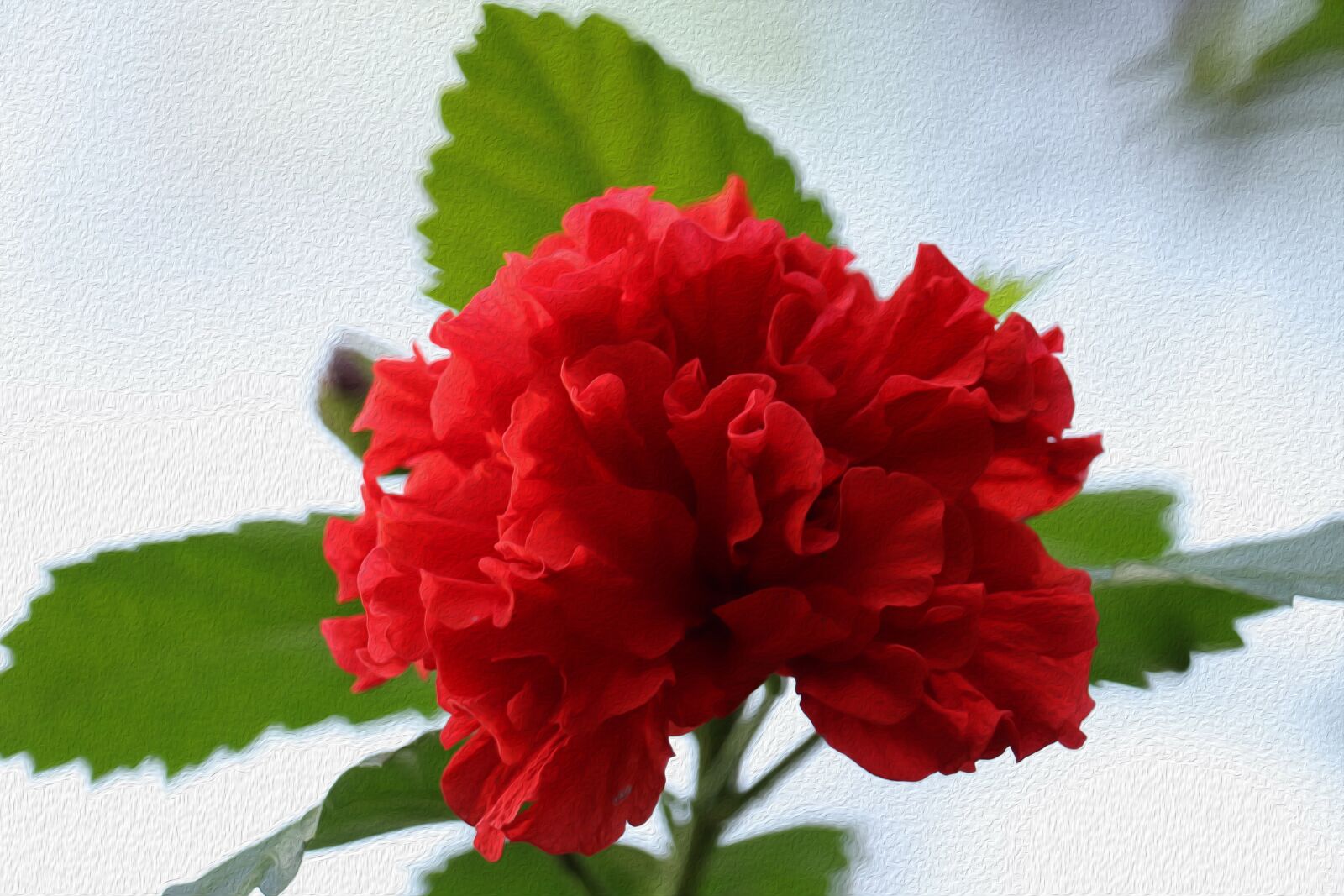 Canon EOS 250D (EOS Rebel SL3 / EOS Kiss X10 / EOS 200D II) sample photo. Free phoos, flower, red photography