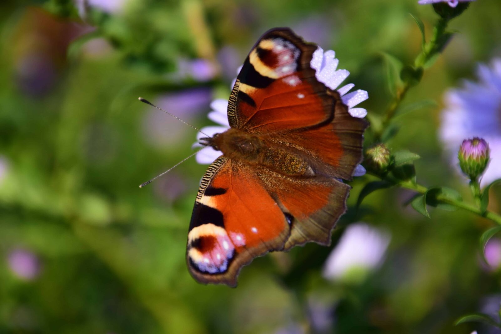 Nikon D3300 sample photo. Flower, insect, butterfly, nature photography