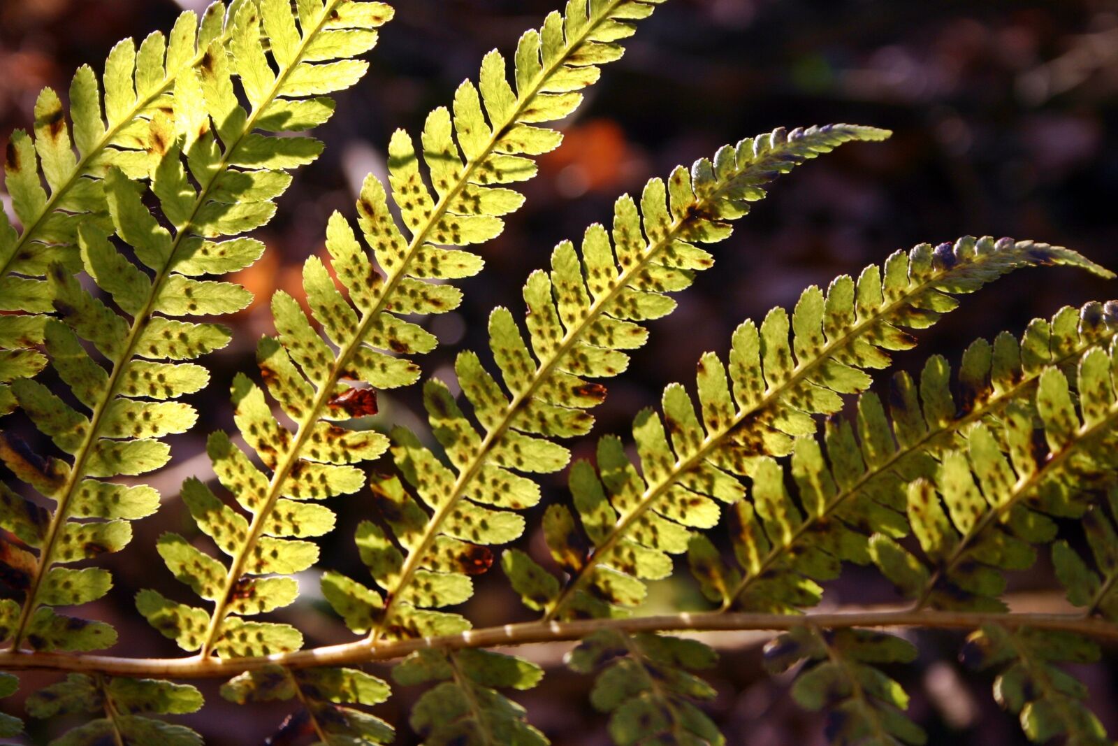 Canon EOS 300D (EOS Digital Rebel / EOS Kiss Digital) sample photo. Fern, green, sun photography