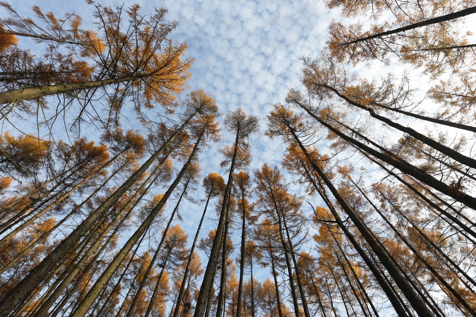 Canon EOS 6D + Canon EF 16-35mm F2.8L II USM sample photo. Nature, forest, trees photography