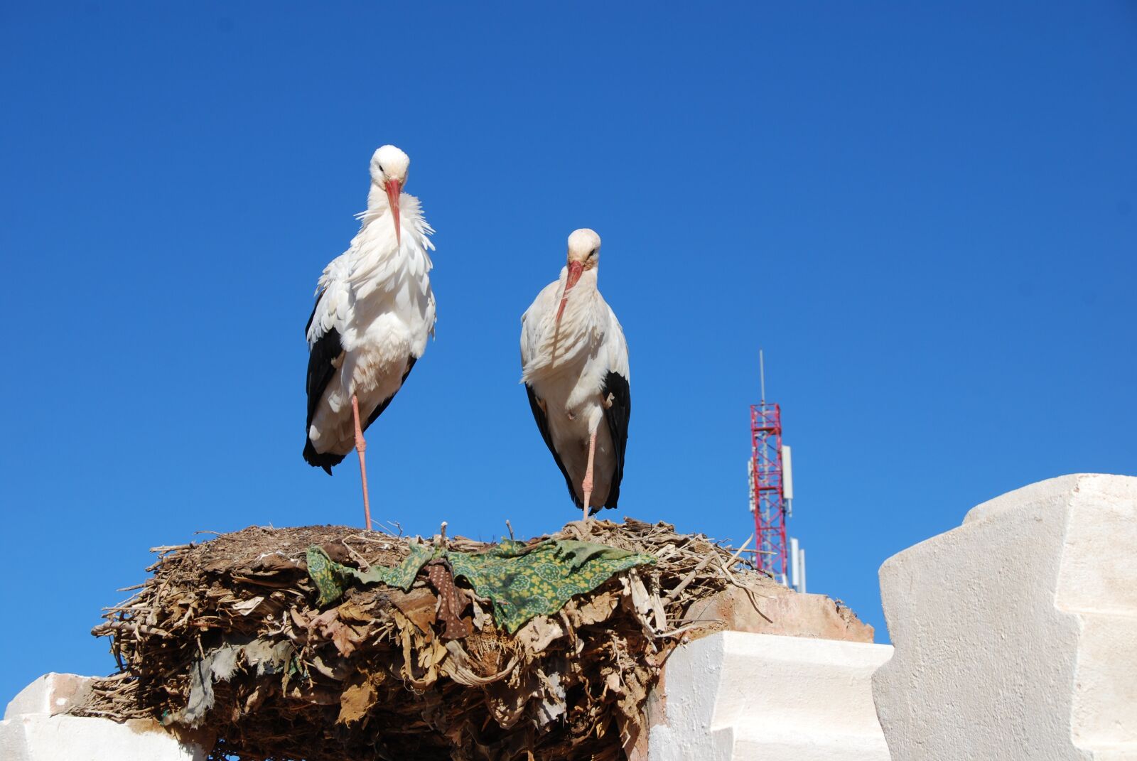 Nikon D40X sample photo. Storks, birds, nest photography