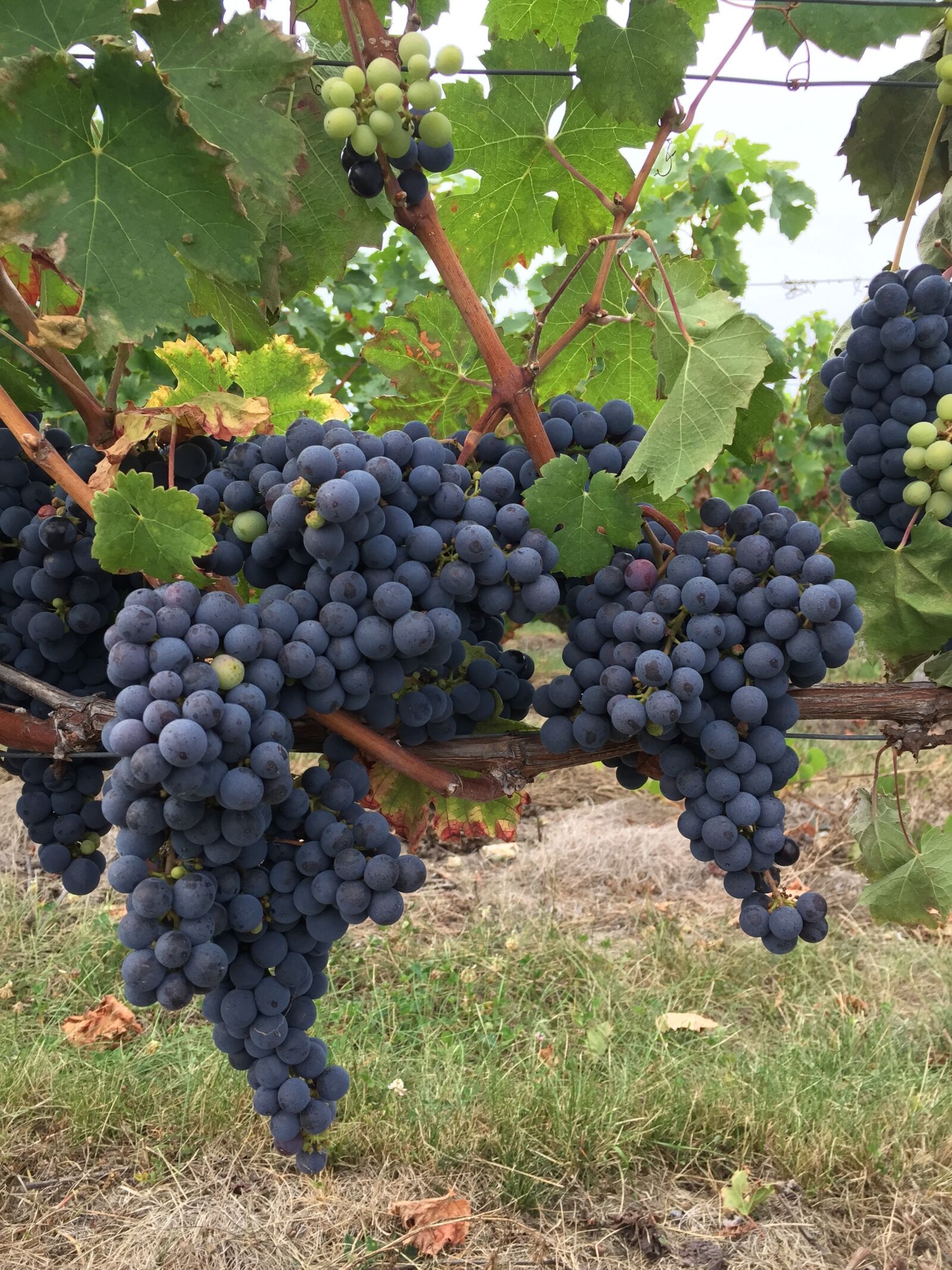 Apple iPhone 6 sample photo. Black grape, vine, touraine photography