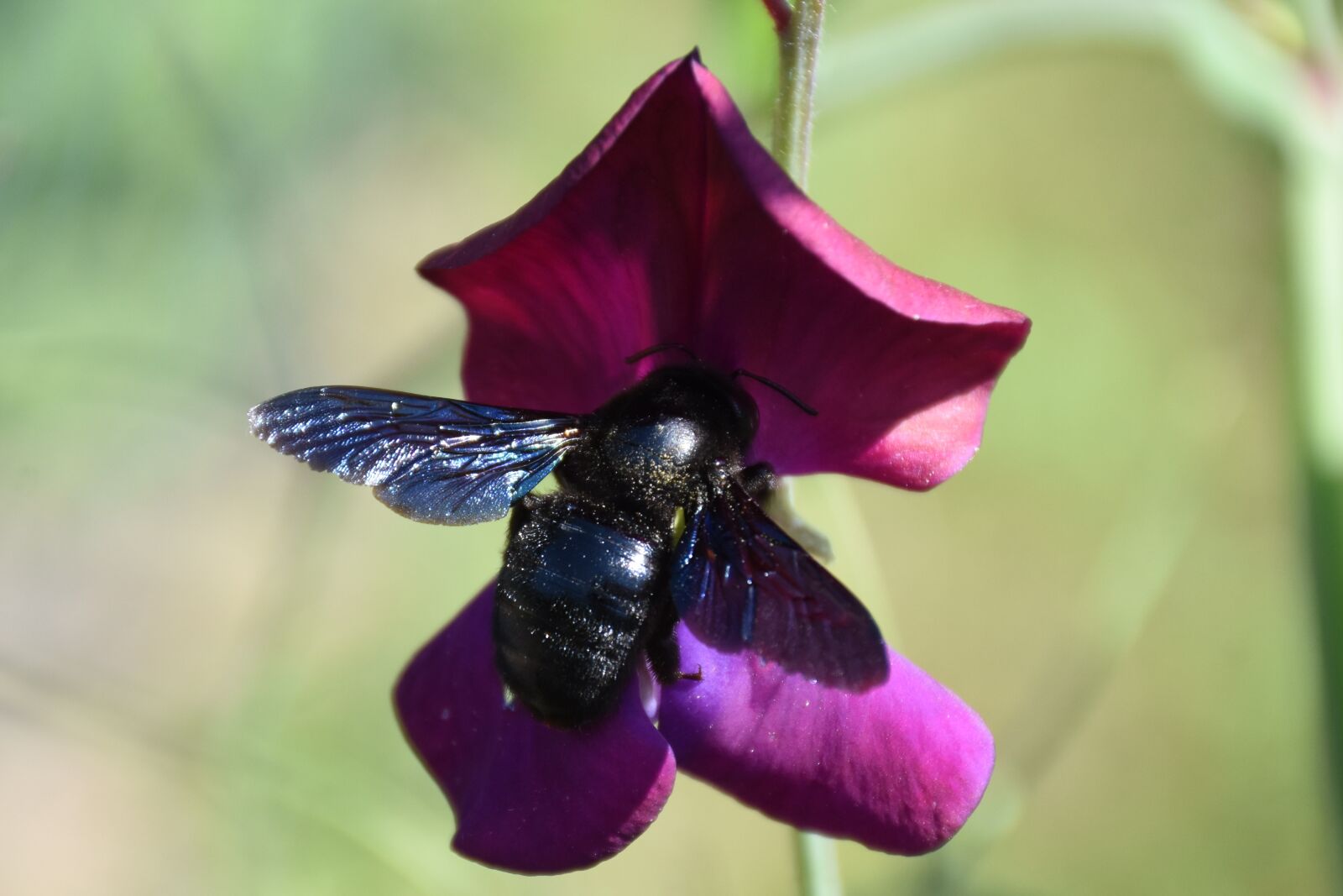 Nikon D7200 sample photo. Sweet peas, garden, flower photography
