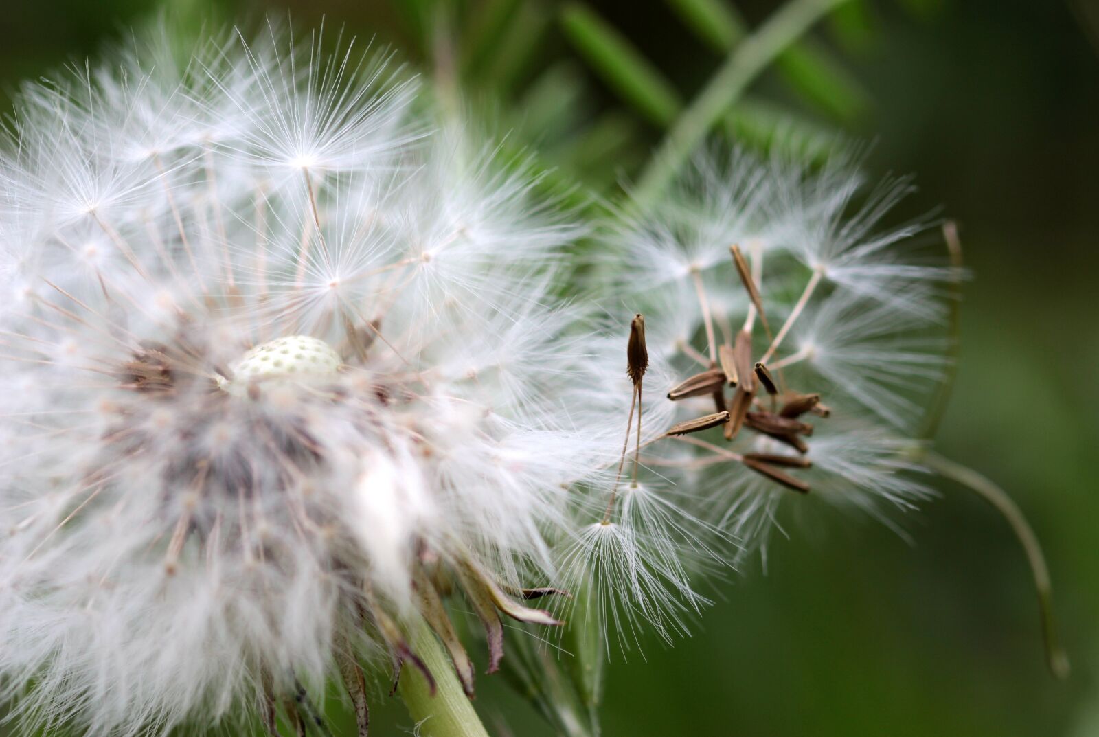 Canon EOS 650D (EOS Rebel T4i / EOS Kiss X6i) sample photo. Dandelion, flying seeds, seeds photography