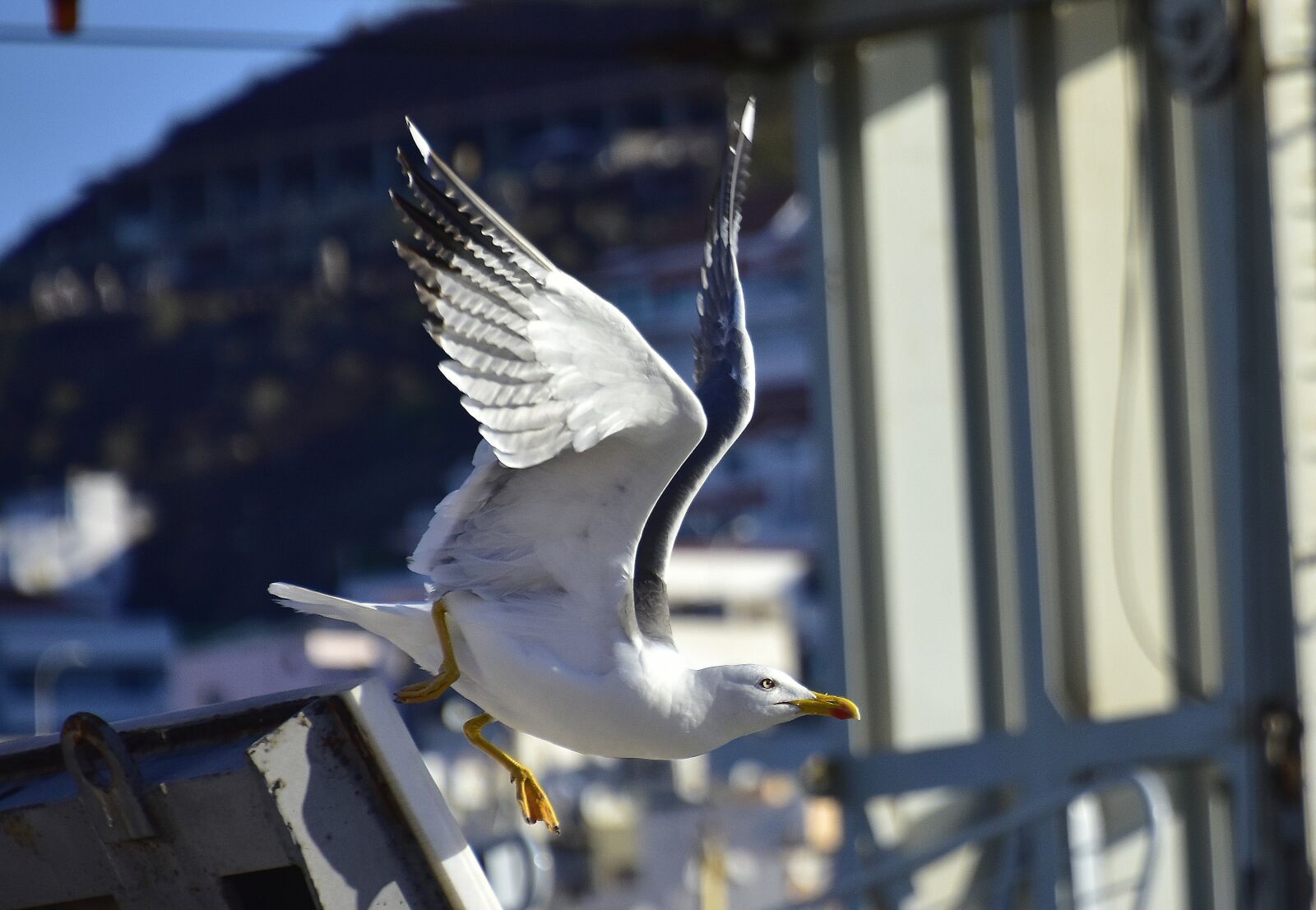 Nikon D7200 sample photo. Seagull, birds, seabirds photography