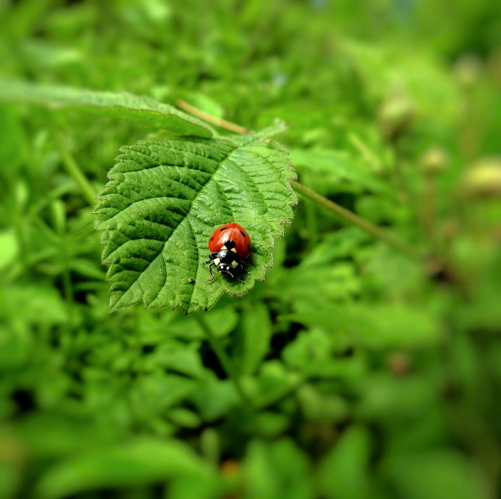Nikon Coolpix P900 sample photo. Ladybug, insect, the beetle photography