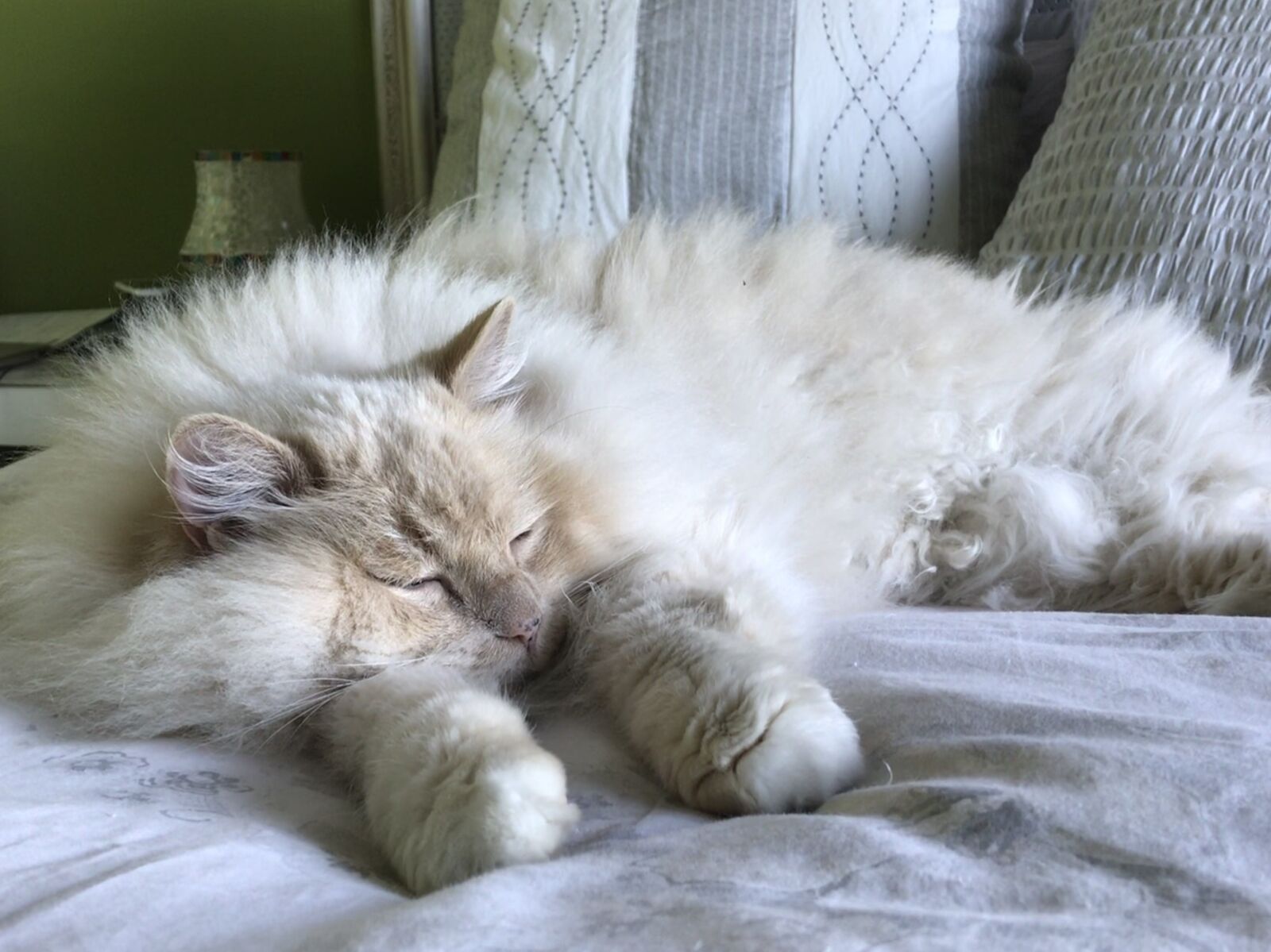 Apple iPad Pro (10.5-inch) sample photo. Cat, calm, animals photography
