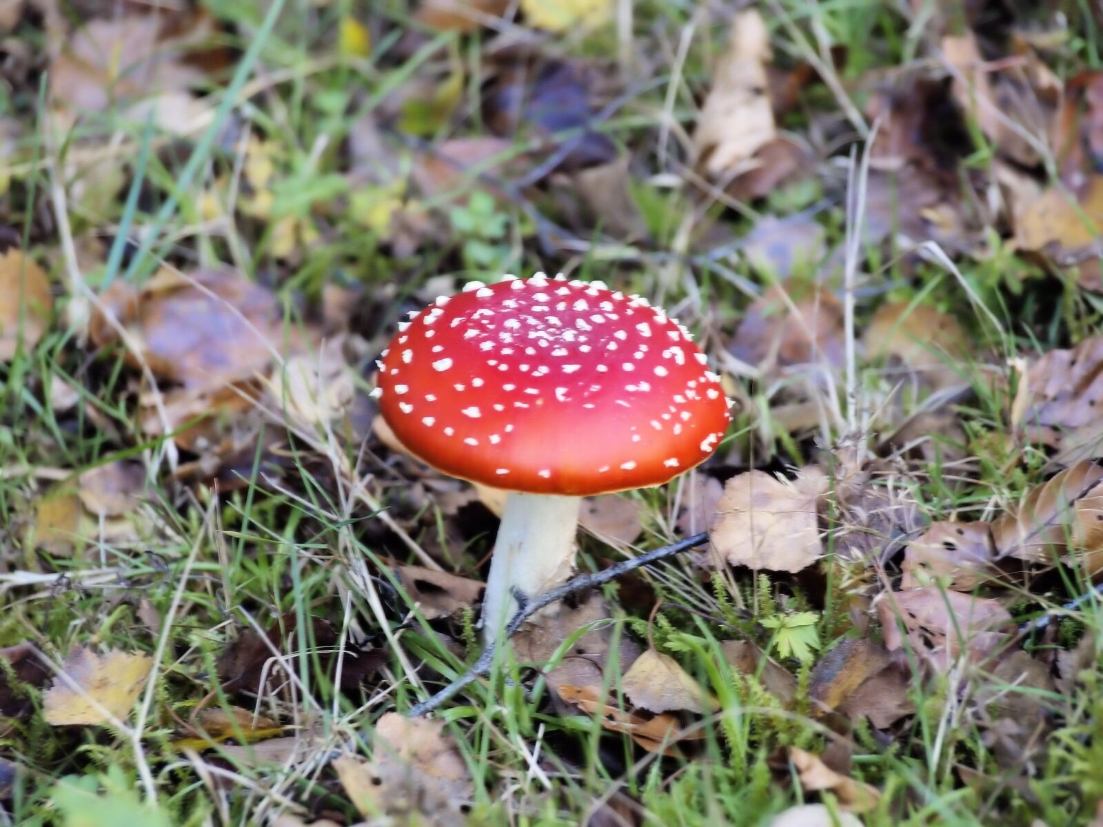 Olympus E-400 (EVOLT E-400) sample photo. Red, toadstool, nature photography