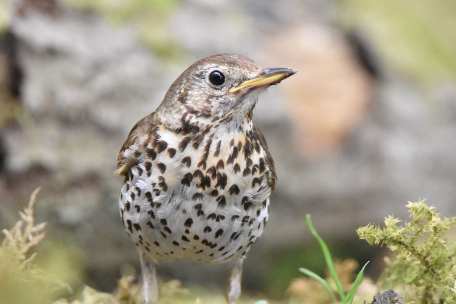 Nikon D5600 sample photo. Song thrush, thrush bird photography