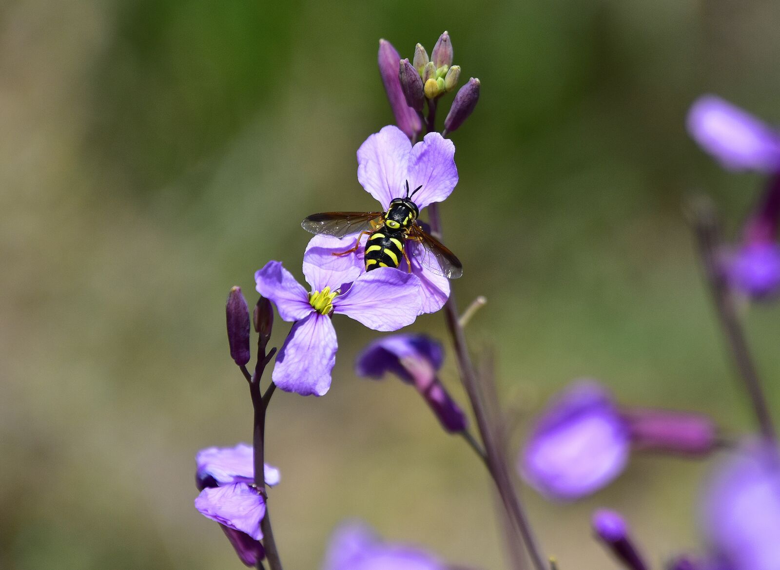Nikon D7200 sample photo. Flower, nature, plant photography