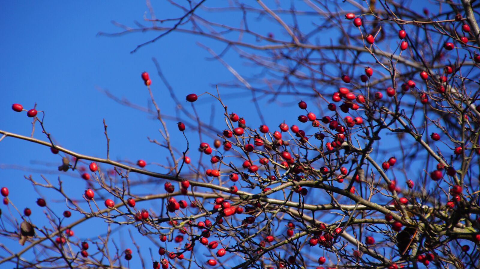 Sony ILCA-77M2 + DT 18-270mm F3.5-6.3 SSM sample photo. Outdoor, rose hip, branches photography