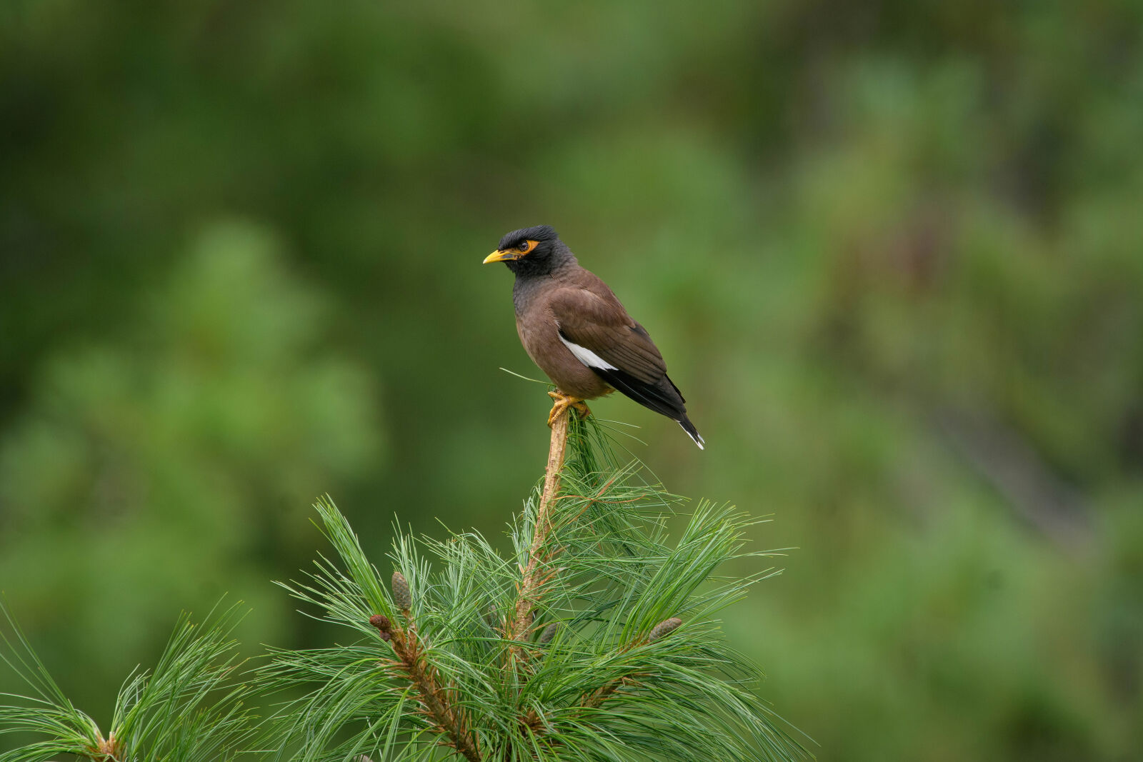 Nikon AF-S Nikkor 400mm F2.8G ED VR II sample photo