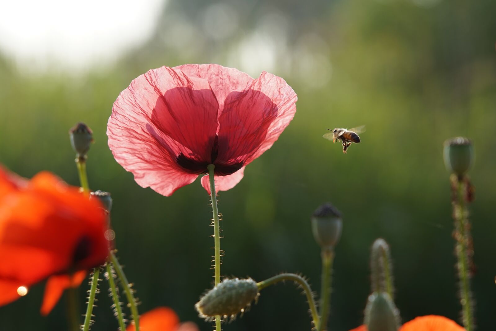 Sony FE 24-105mm F4 G OSS sample photo. Bee, flower, summer photography