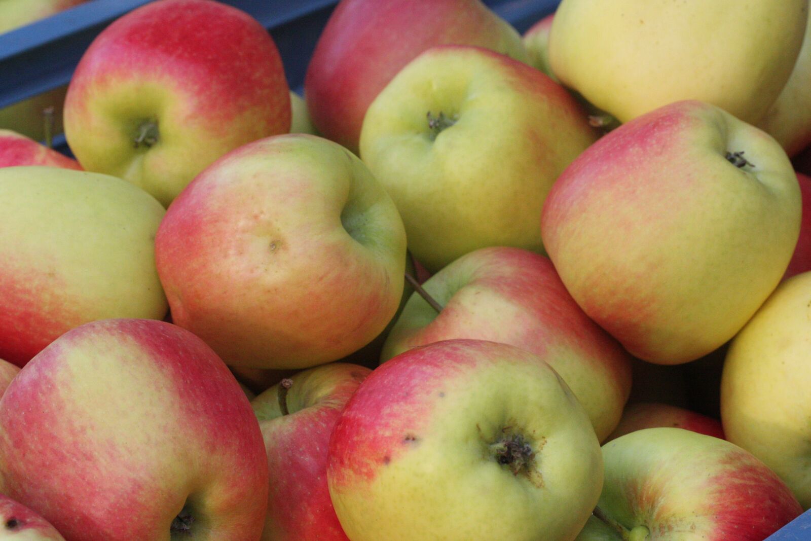 Canon EOS 450D (EOS Rebel XSi / EOS Kiss X2) sample photo. Apple, autumn, harvest photography