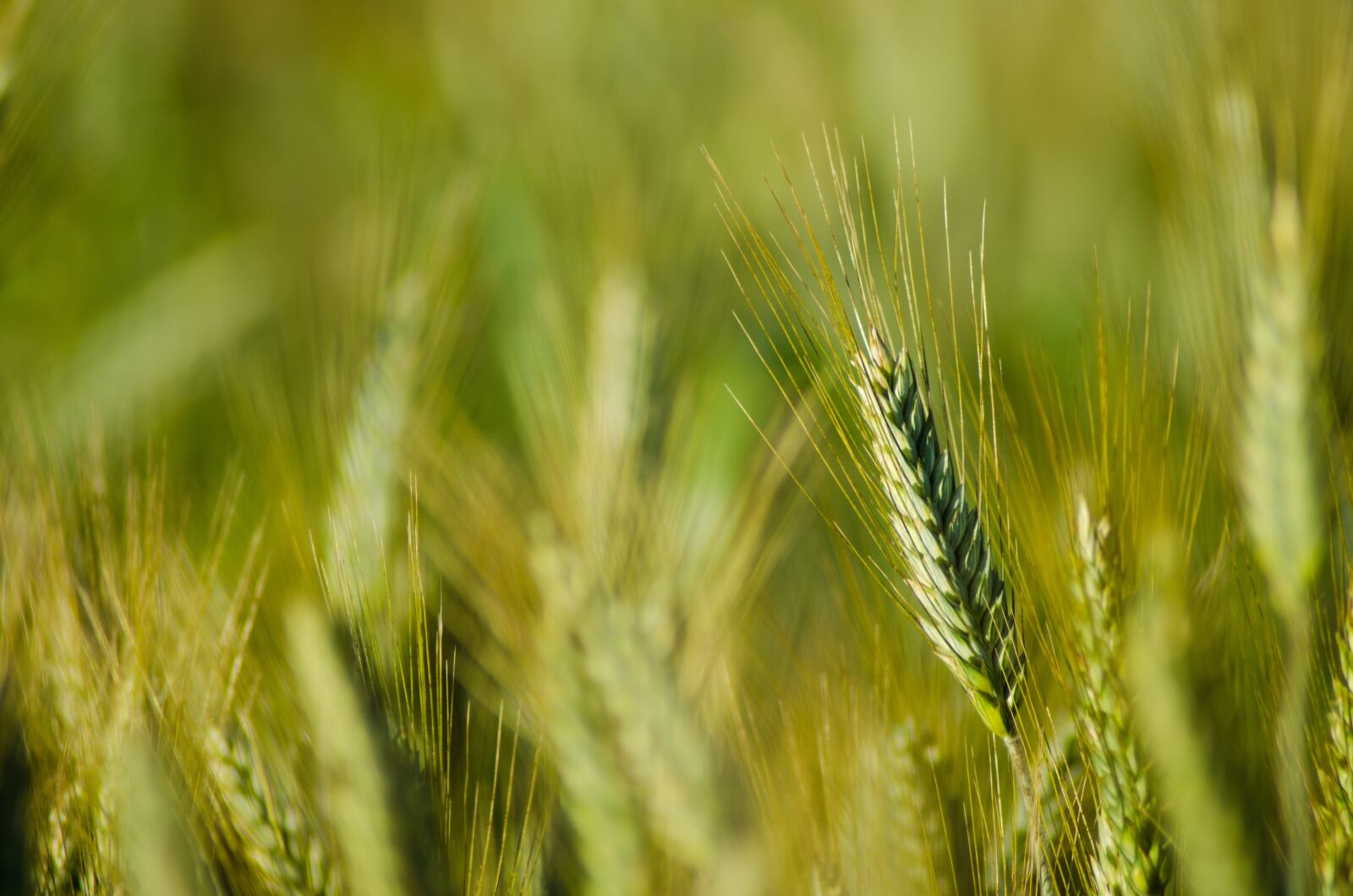 Nikon D5100 sample photo. Summer, kłos, corn photography
