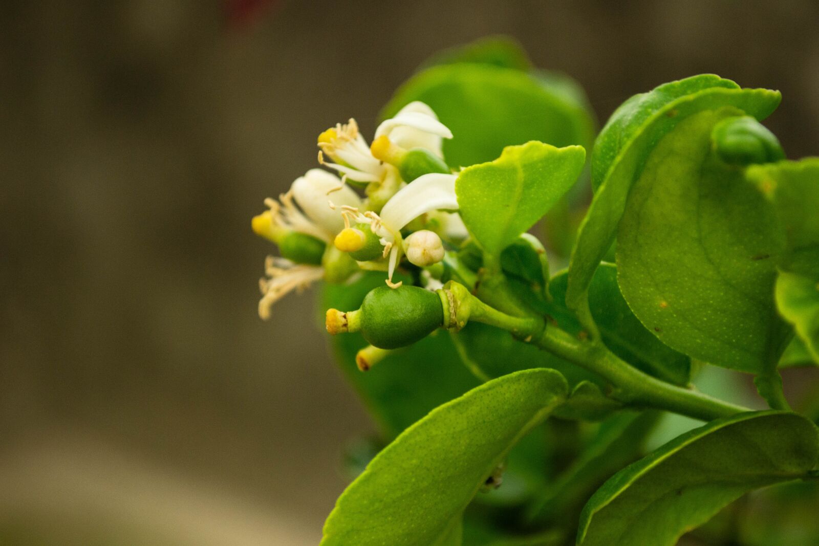 Nikon D3100 sample photo. Flowers, plants, nature photography