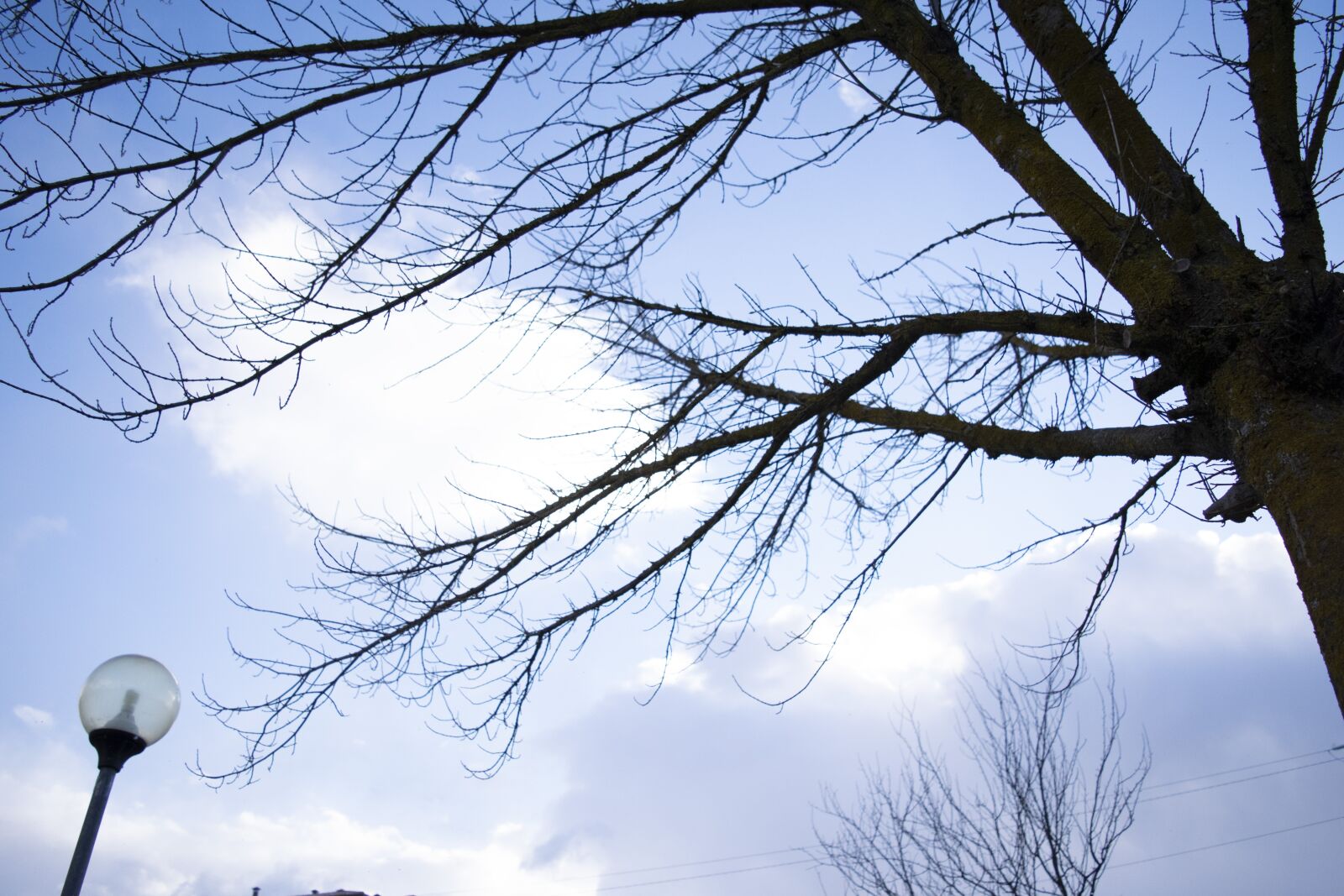 Nikon D3300 sample photo. Sky, tree, blue photography