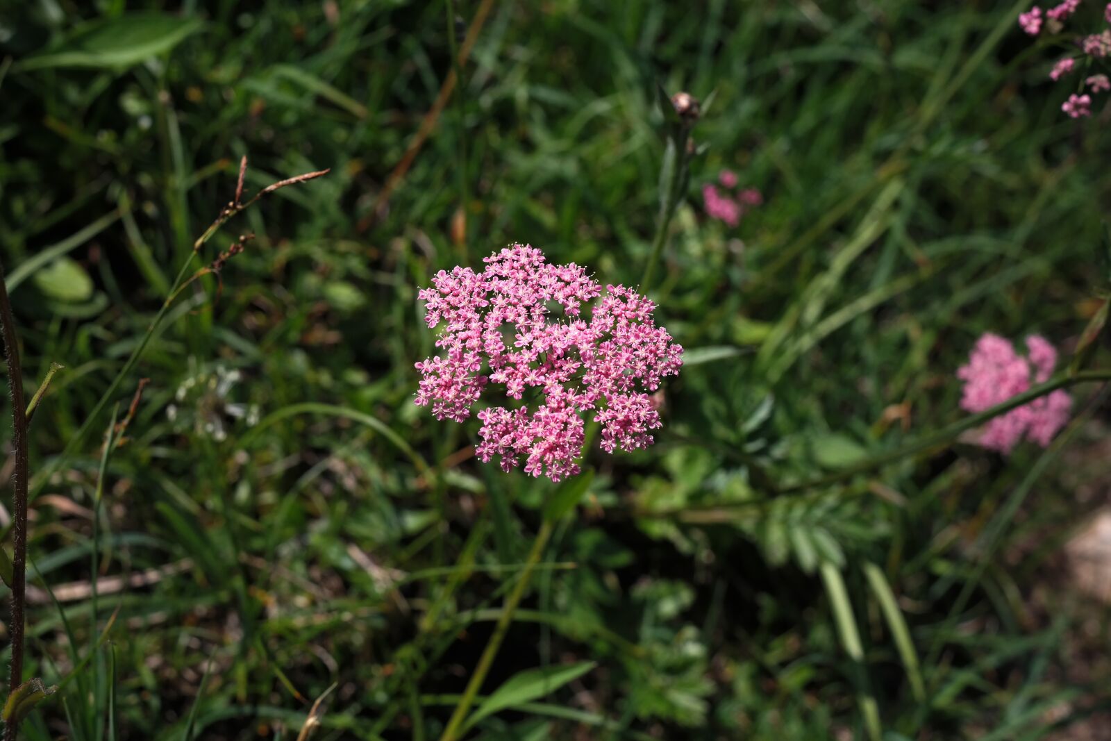 Samsung NX300 sample photo. Yarrow, blueme, blossom photography