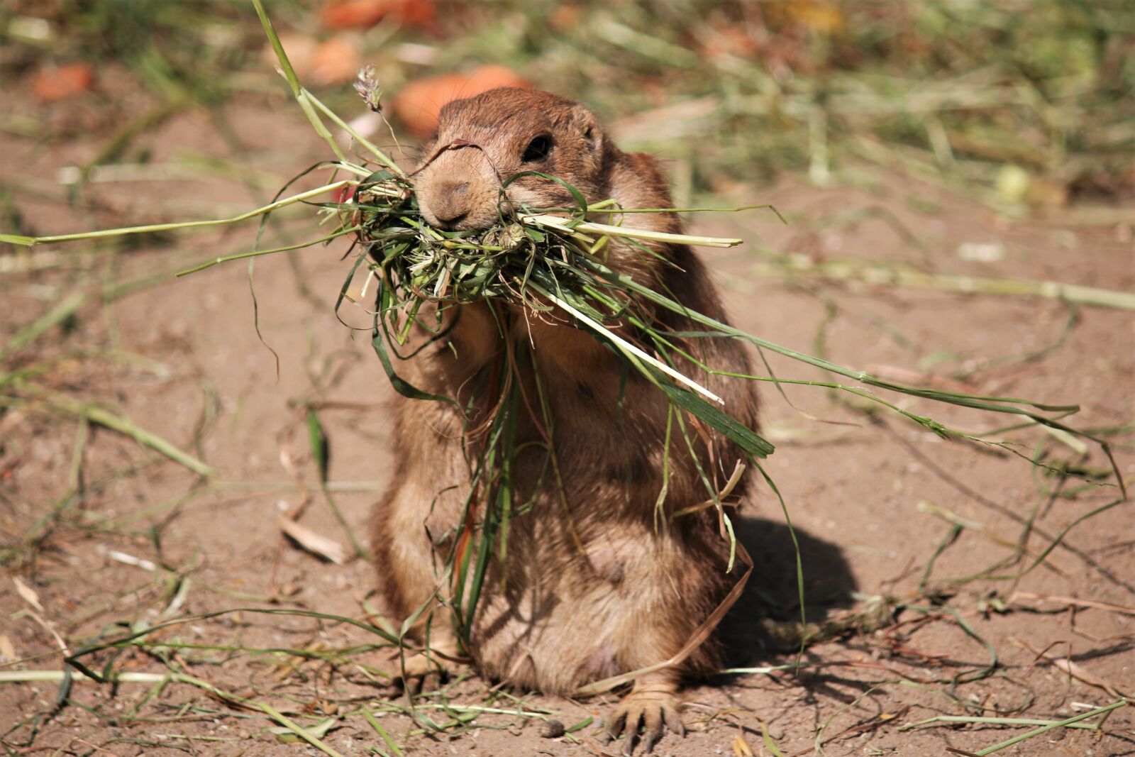 Canon EF-S 55-250mm F4-5.6 IS sample photo. Woodchuck, winter feed, freedom photography