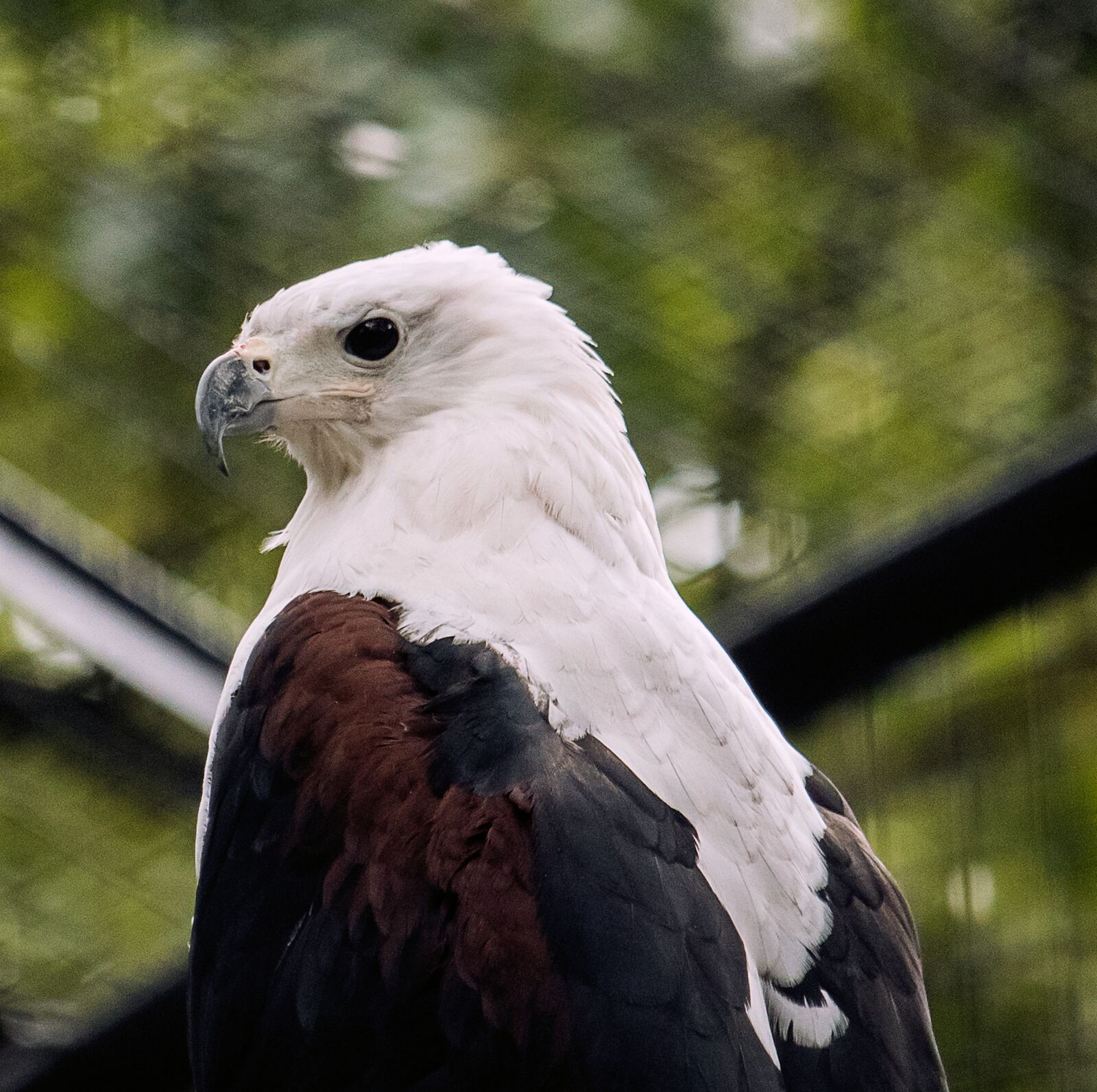 Canon EF-S 55-250mm F4-5.6 IS STM sample photo. Raptor, bird, animal photography