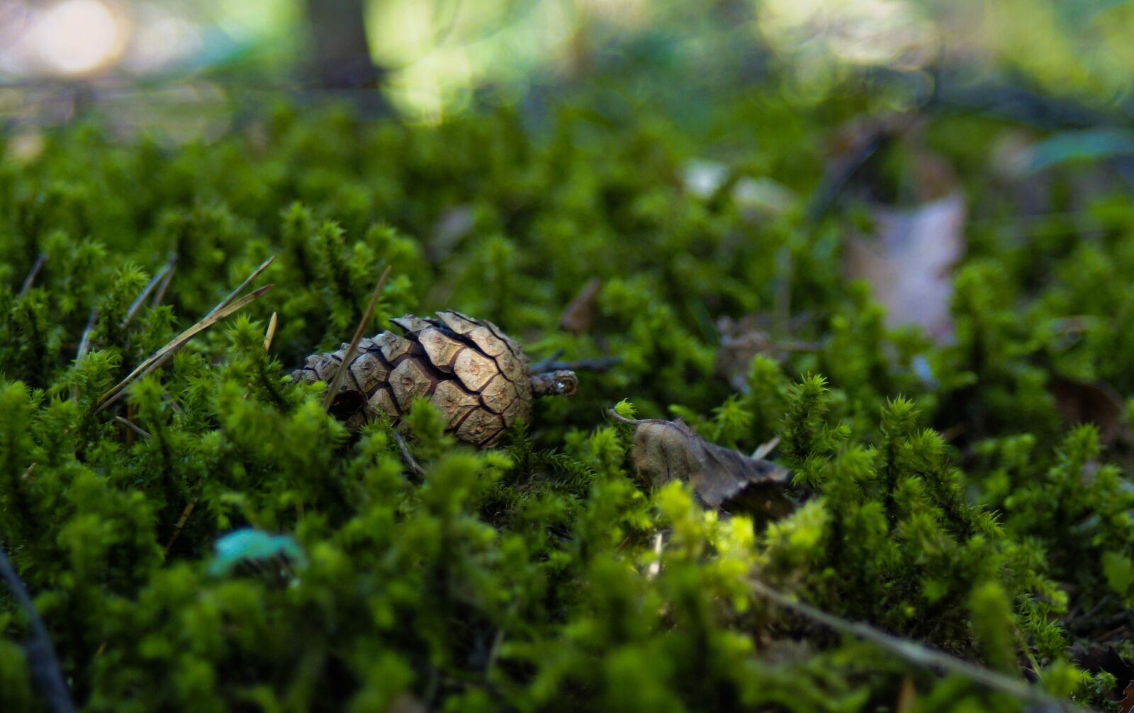 Sony Alpha DSLR-A500 sample photo. Forest, pine cone, moss photography