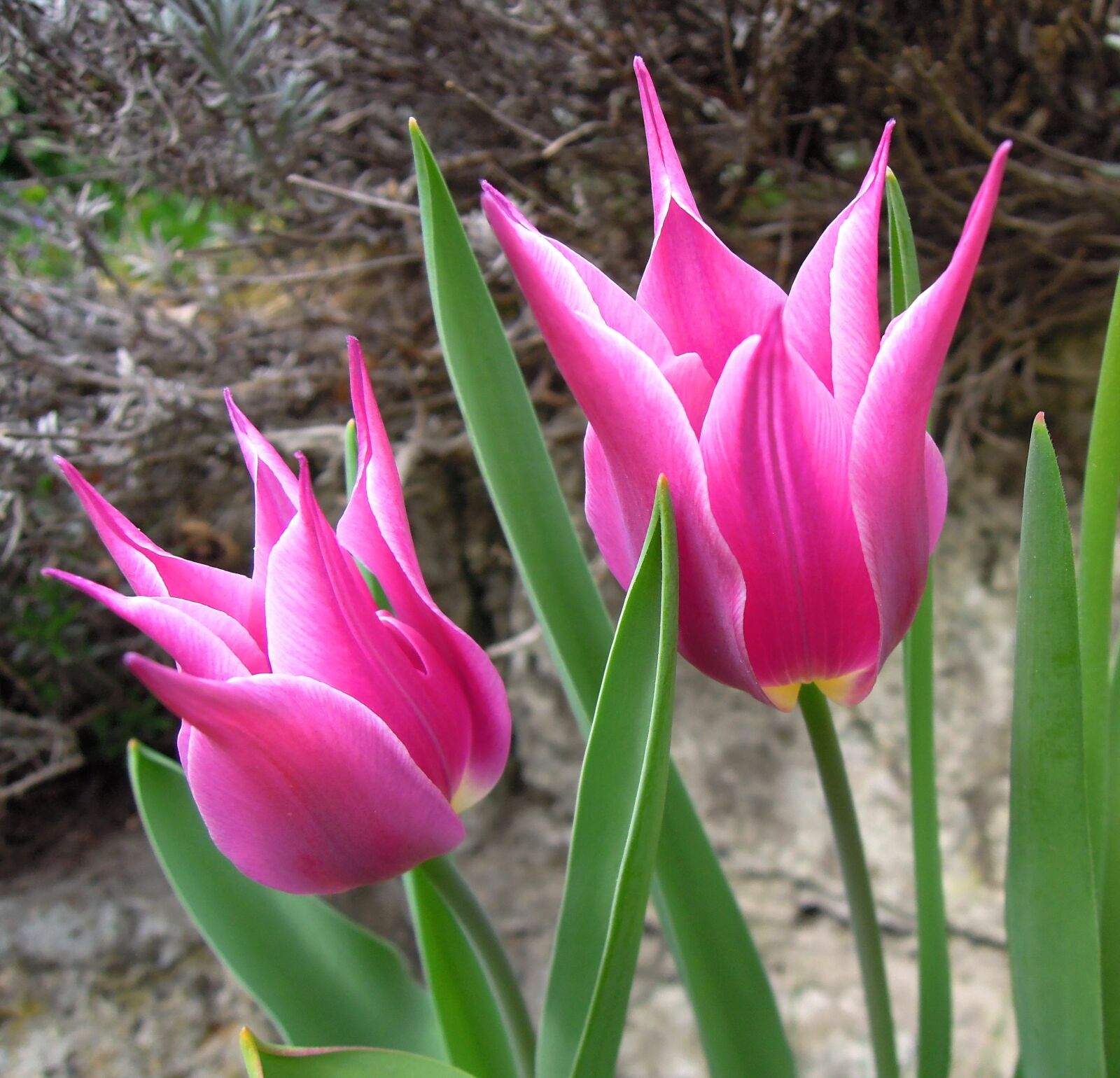 Nikon Coolpix P300 sample photo. Tulip, pink, flower photography