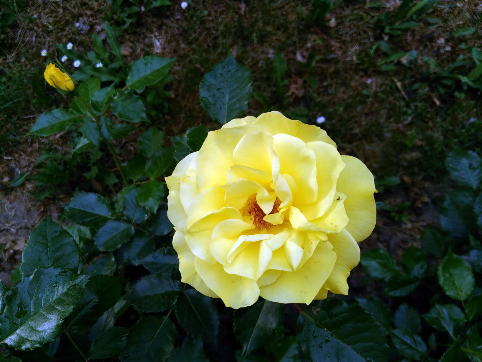 Lenovo S60-A sample photo. Nature, leaf, petal, flora photography