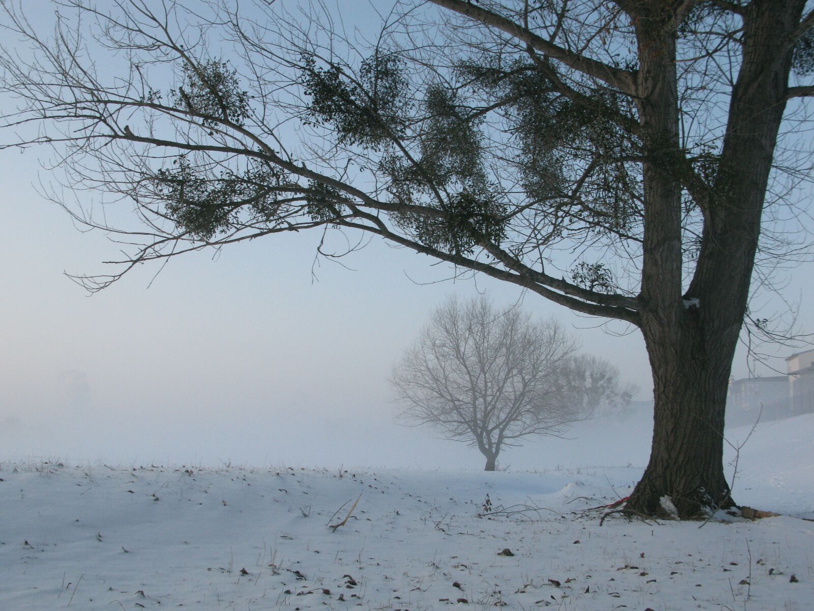 Canon POWERSHOT G9 sample photo. Winter, fog, mysterious photography