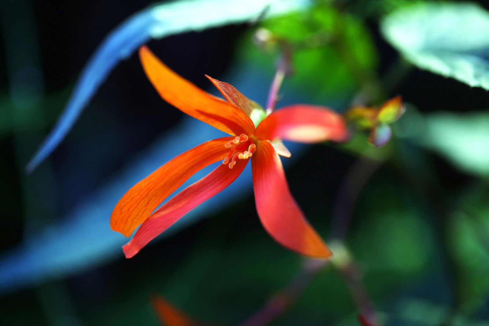 Canon EF 100mm F2.8L Macro IS USM sample photo. Flowers, a flower garden photography