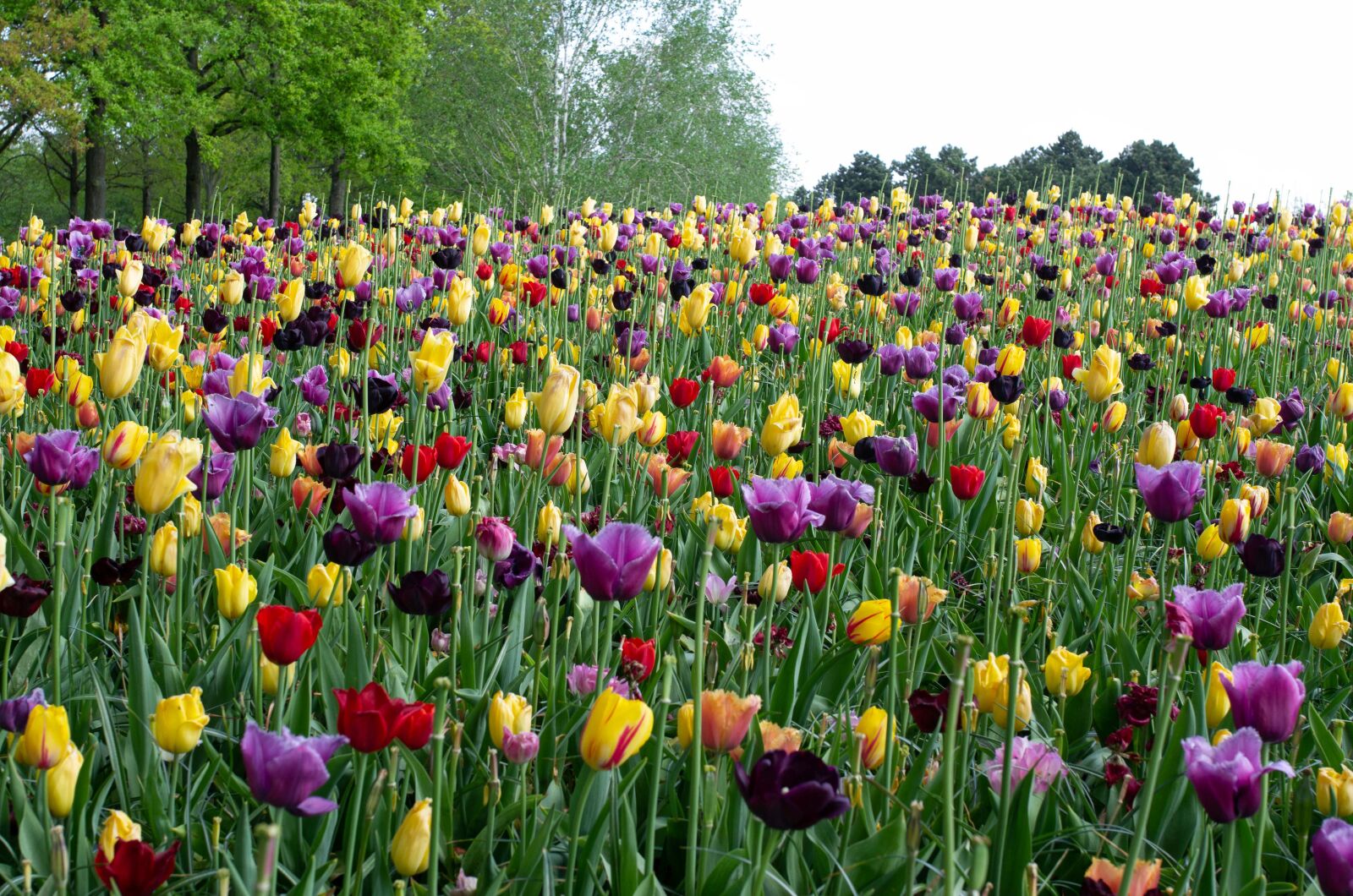 Pentax K-5 sample photo. Netherlands, holland, keukenhof photography
