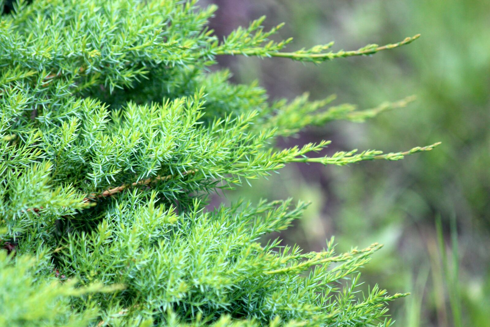 Canon EOS 650D (EOS Rebel T4i / EOS Kiss X6i) sample photo. Conifers, nature, plant photography