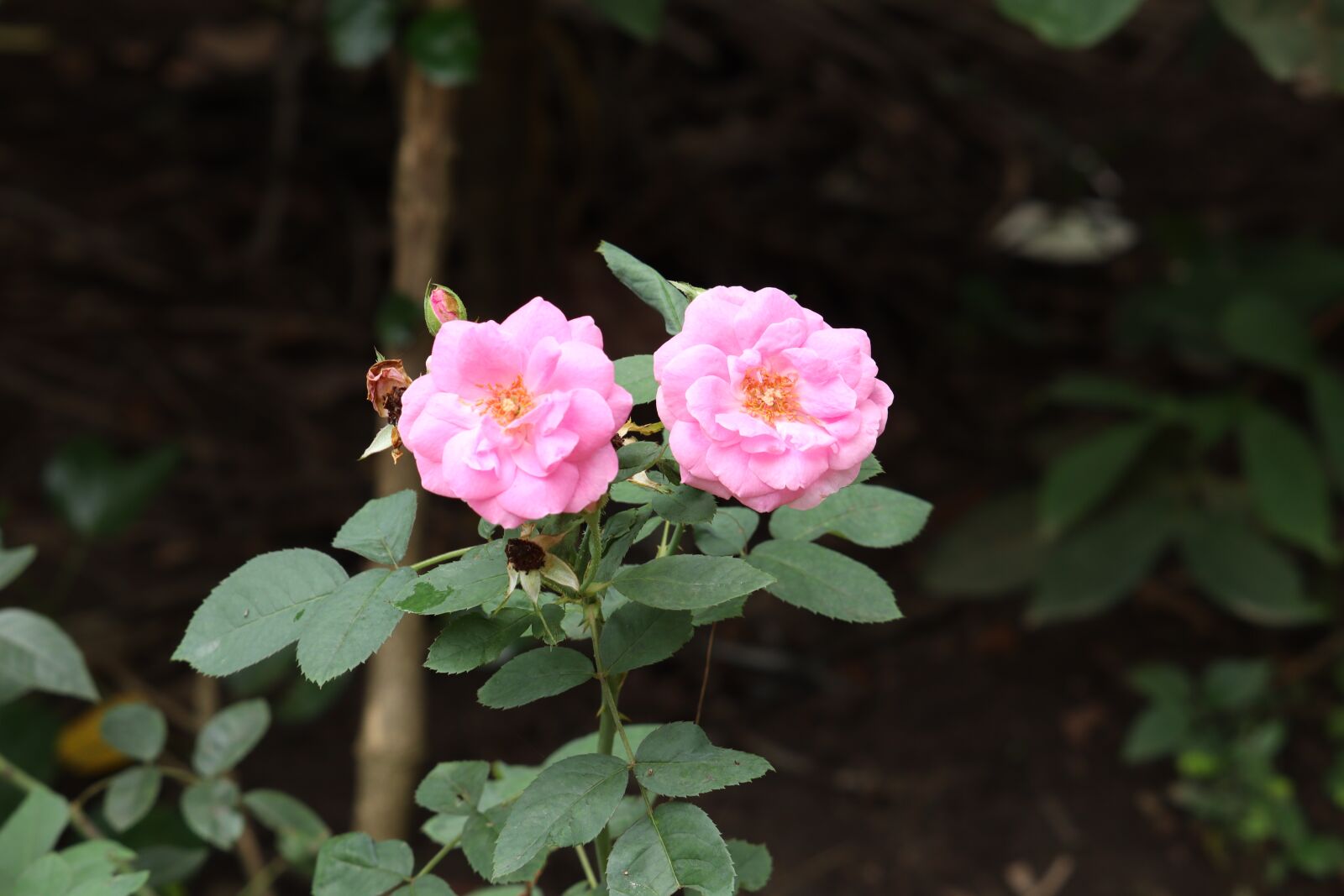 Canon EOS 250D (EOS Rebel SL3 / EOS Kiss X10 / EOS 200D II) sample photo. Flower, roses, green photography
