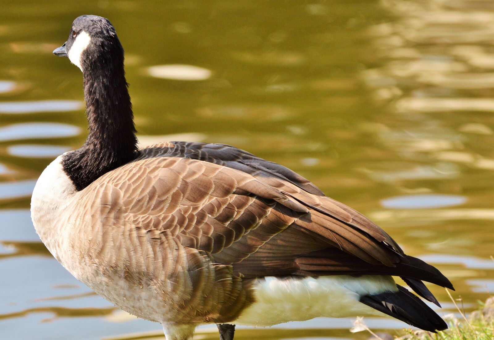 Nikon D3200 sample photo. Wild goose, goose, water photography