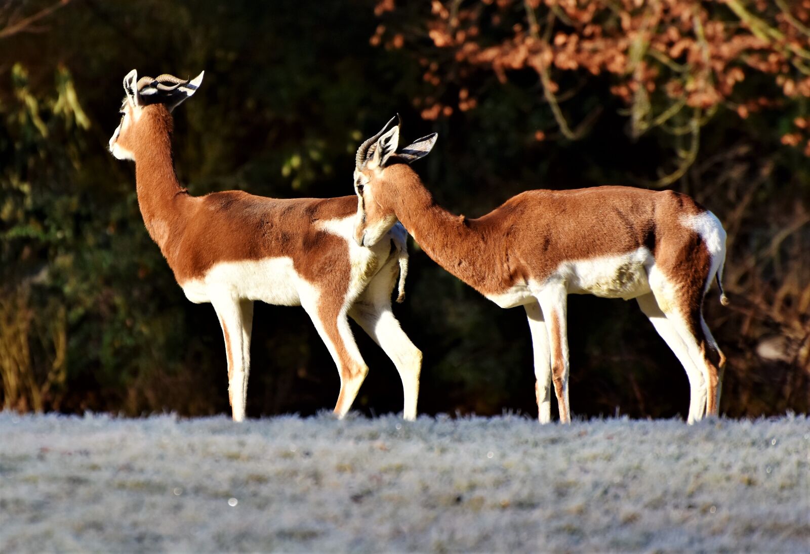 Nikon D7200 sample photo. Gazelle, antelope, wild animal photography