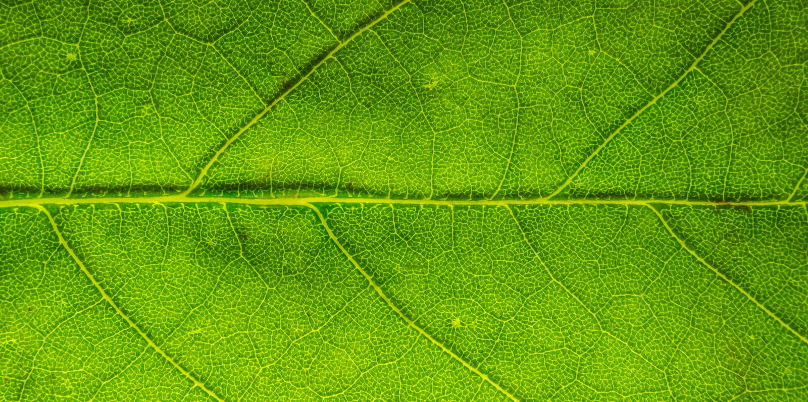 Nikon D5300 sample photo. Leaf, nature, green photography