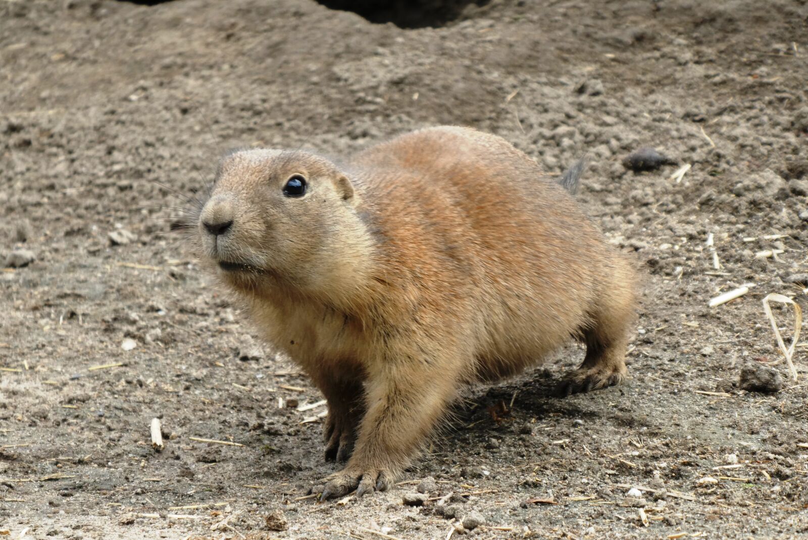 Panasonic Lumix DC-ZS70 (Lumix DC-TZ90) sample photo. Prairie dog, zoo, blijdorp photography