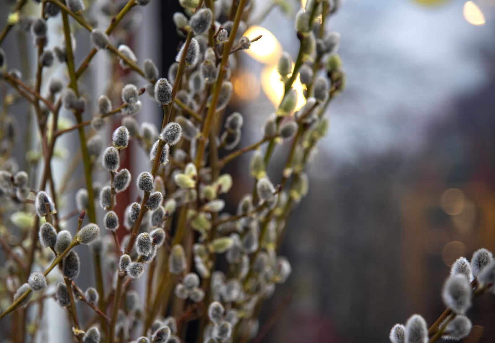 Nikon D750 sample photo. Verba, spring, nature photography