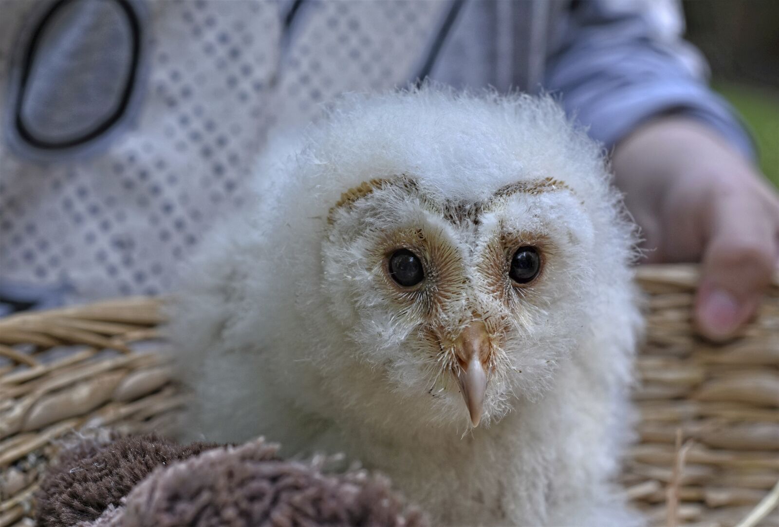 Nikon D7200 sample photo. Owl, snow owl, bird photography