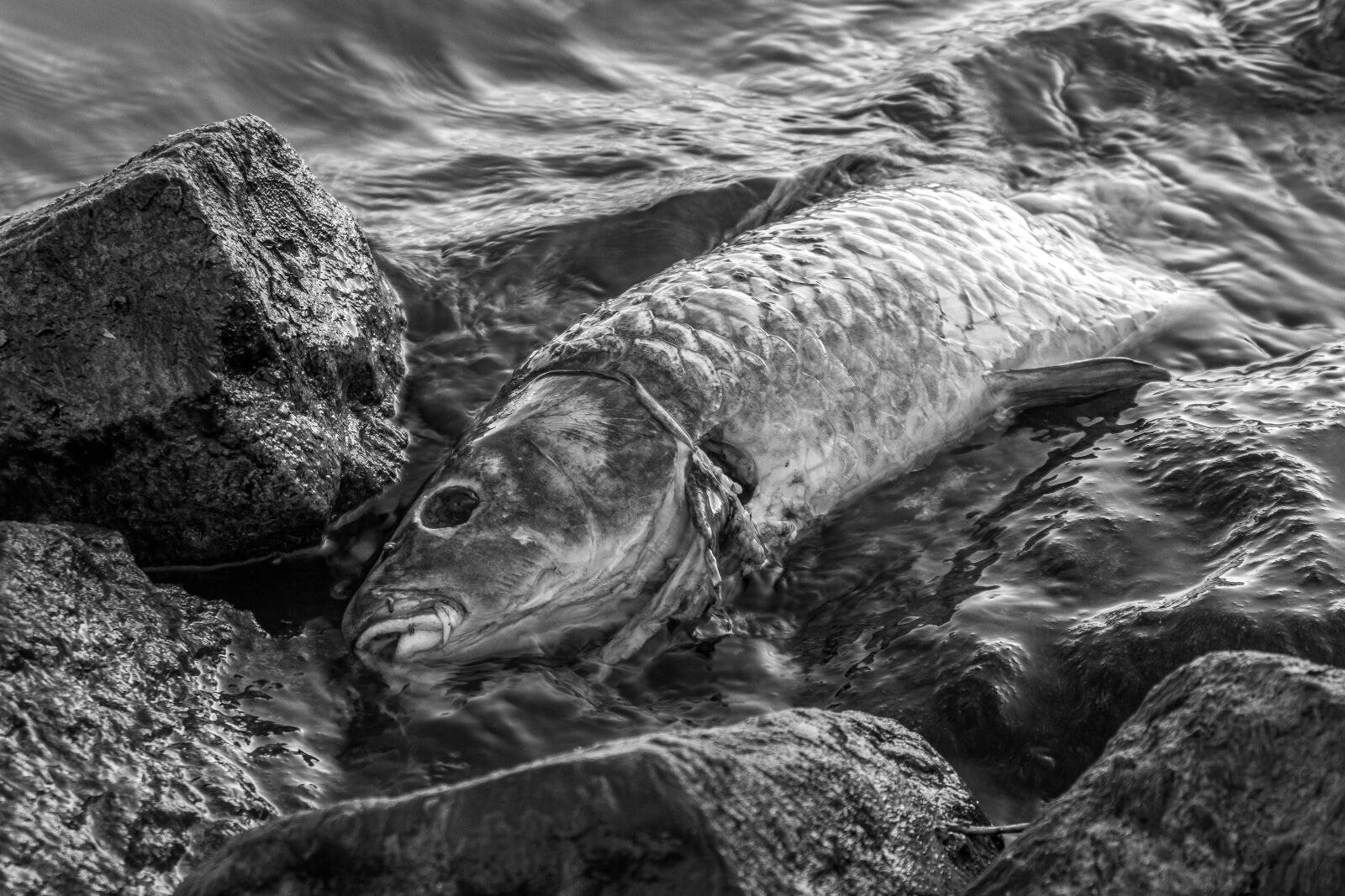 Canon EOS 7D sample photo. Carp, cyprinus carpio, dead photography