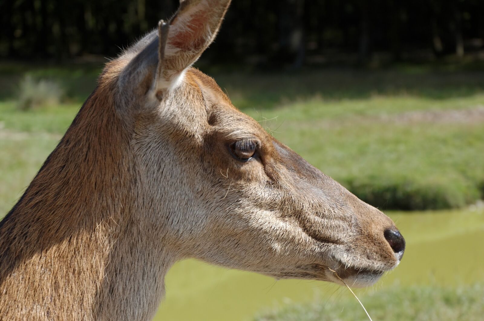 Nikon D40 sample photo. Suede, animal, zoo photography