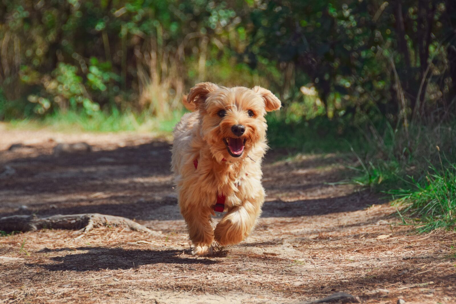 Nikon D5300 sample photo. Dog, puppy, yorkie photography