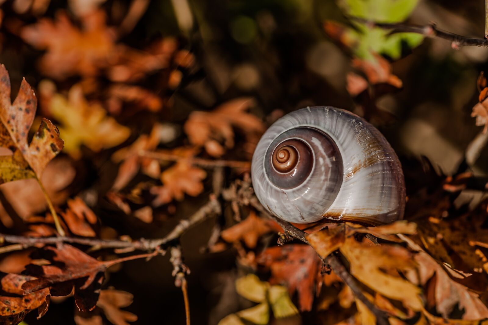 Nikon D700 sample photo. Snail, autumn, leaves photography