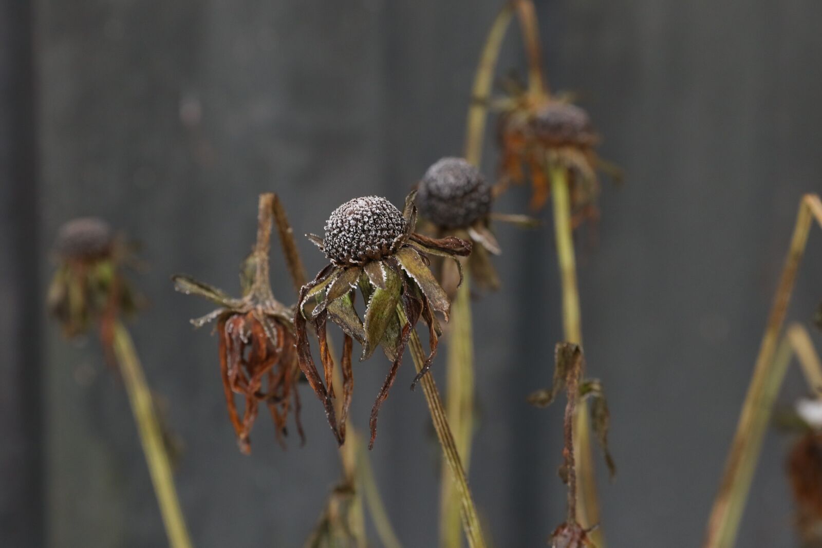Canon EOS 7D Mark II sample photo. Flower, winter, nature photography